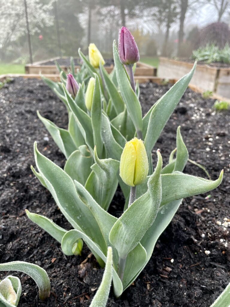 Frosty tulips in the April garden