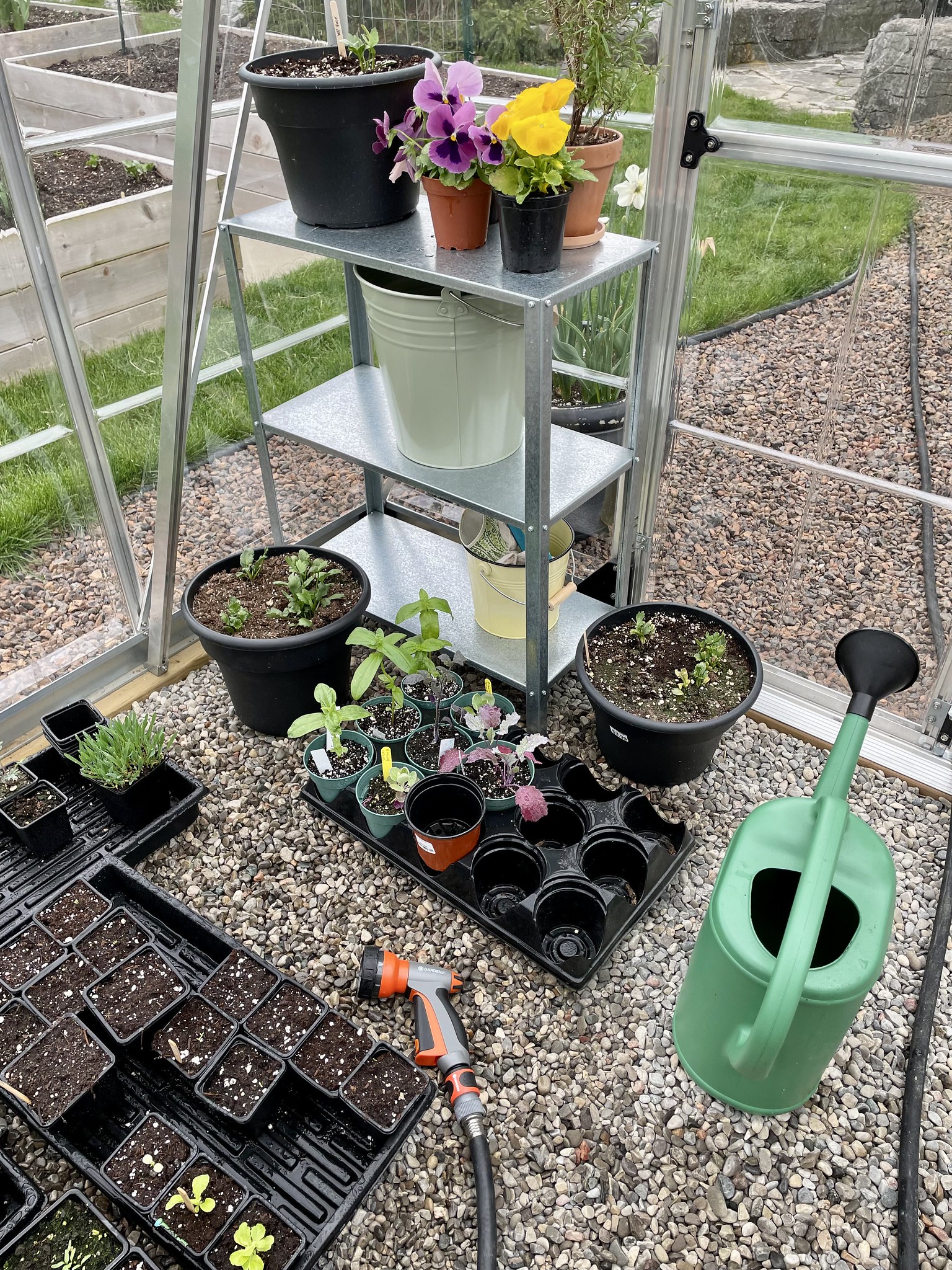 Seedlings started inside a Palram-Canopia Balance 8x8ft polycarbonate backyard greenhouse