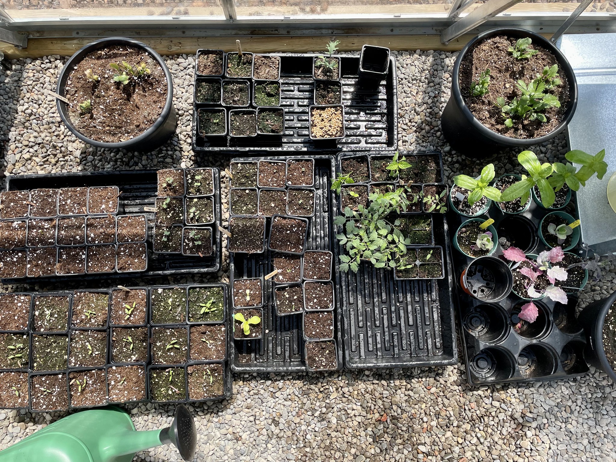 Trays of seedlings on the floor of a Palram-Canopia Balance 8x8ft polycarbonate backyard greenhouse