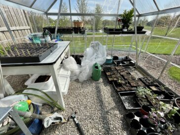 Inside our Palram-Canopia Balance 8x8ft greenhouse in May with lots of seedlings started